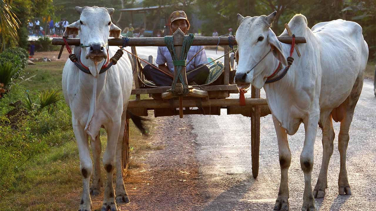Ox cart riding Cambodia